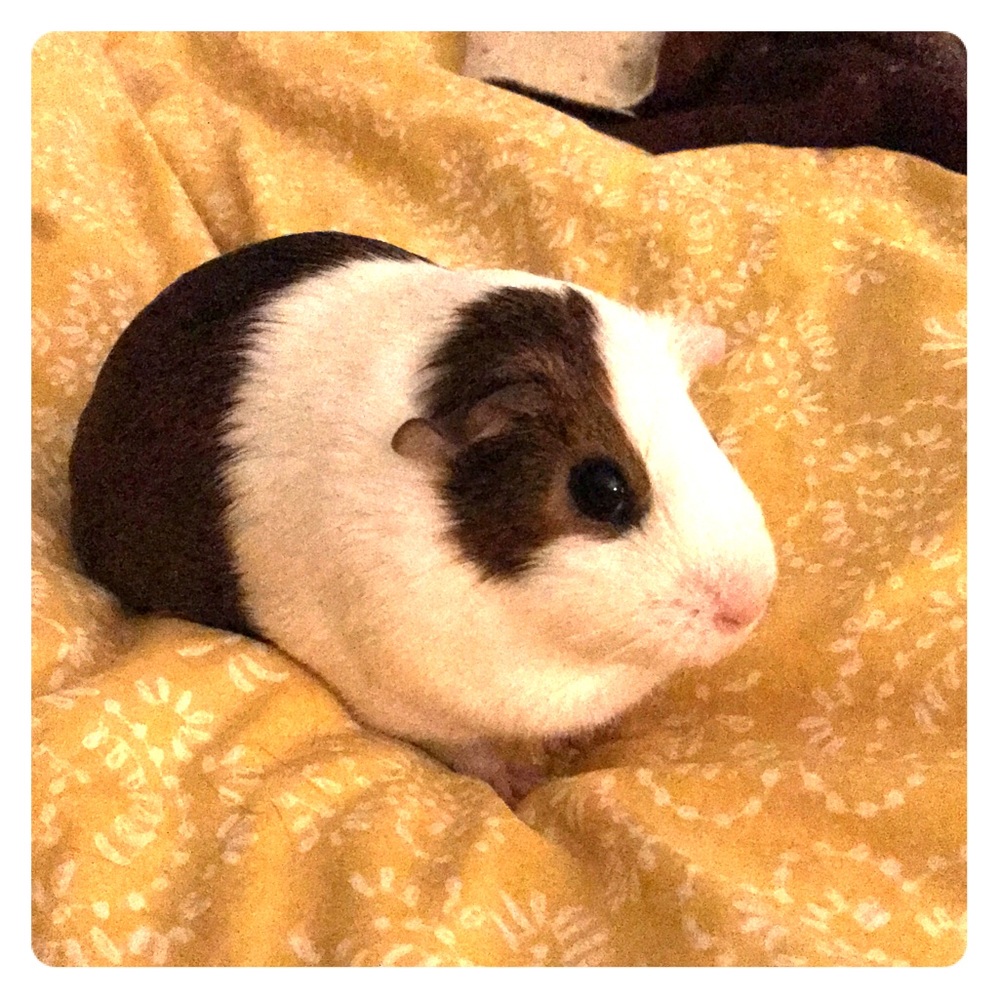 Meet your Posher, Jess